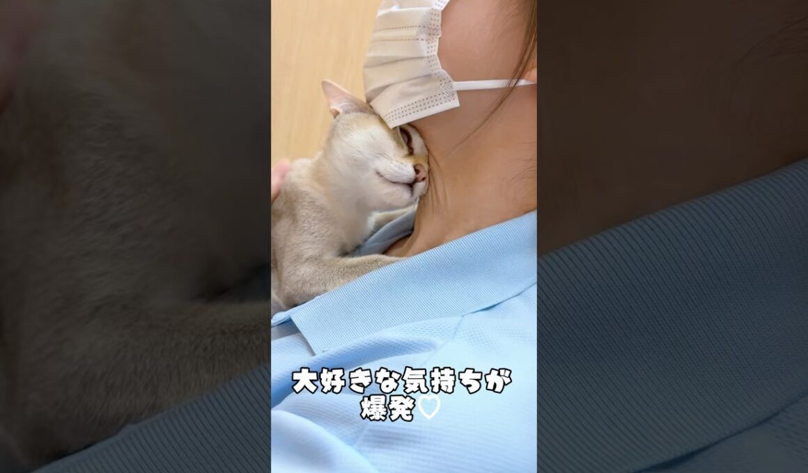 大好きなスタッフにスリスリゴロゴロ甘える#シンガプーラ
