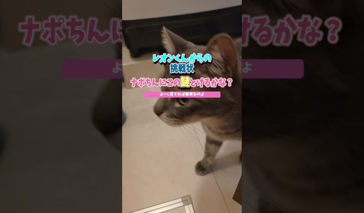 レオンはどこに？ナポちん困惑