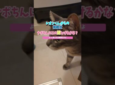 レオンはどこに？ナポちん困惑