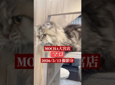 🐱マロ🐱　(ペルシャ♂)　猫カフェMOCHA大宮店　2026/5/13 撮影分　#日替わり猫カフェにゃんこ
