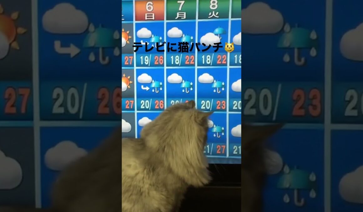 【猫品種ラガマフィン】NHKの天気予報でテレビに猫パンチ