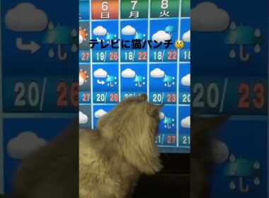 【猫品種ラガマフィン】NHKの天気予報でテレビに猫パンチ