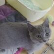 シャルトリュー