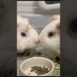 偶然キス💋しちゃったモルモットたち