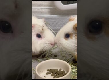 偶然キス💋しちゃったモルモットたち