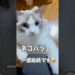 いっぺいの猫ハラの一部始終を公開します😅💕 #ラグドール #猫好きさんと繋がりたい #ねこのいる暮らし #ねこ動画