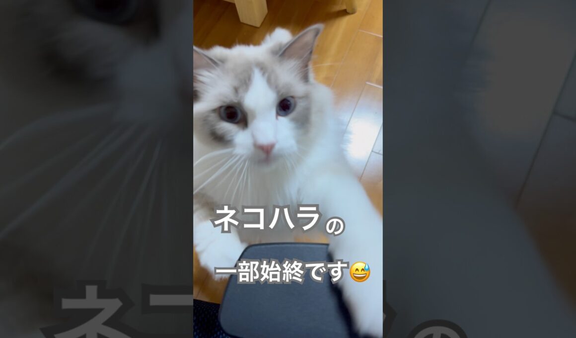いっぺいの猫ハラの一部始終を公開します😅💕 #ラグドール #猫好きさんと繋がりたい #ねこのいる暮らし #ねこ動画