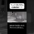 心霊？？わかる方教えて下さい！ #shorts #ペルシャ #心霊