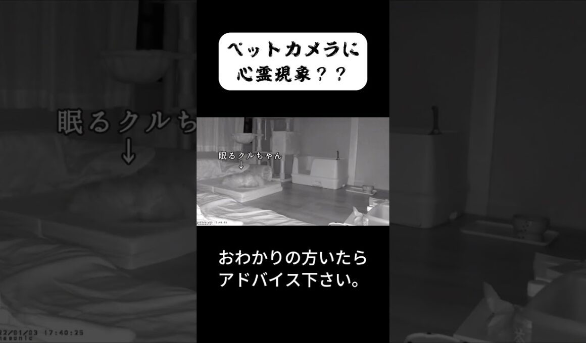 心霊？？わかる方教えて下さい！ #shorts #ペルシャ #心霊