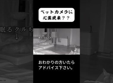 心霊？？わかる方教えて下さい！ #shorts #ペルシャ #心霊