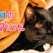 大好きなママを独り占めしたい３匹の猫の戦い‼︎