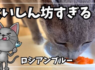 食いしん坊すぎるロシアンブルーの日常が可愛すぎました