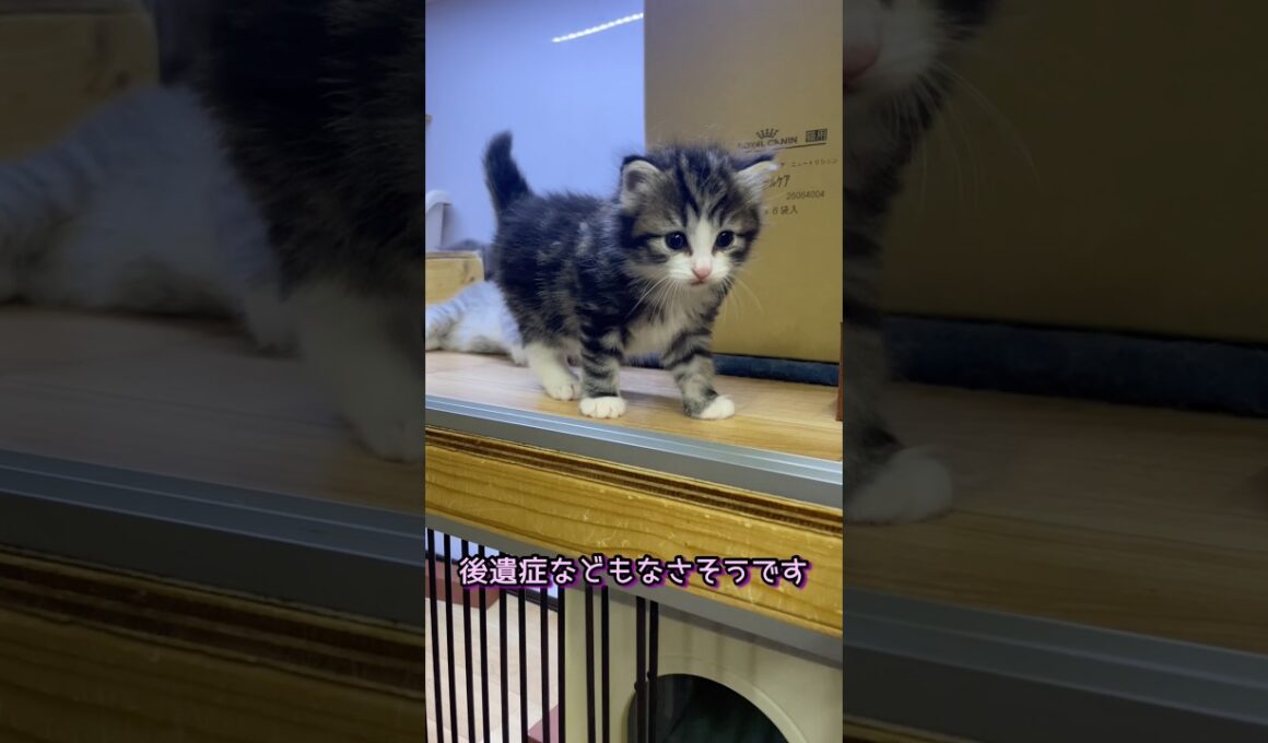 子猫さん元気に回復してくれました！#ノルウェージャンフォレストキャット #norwegianforestcat