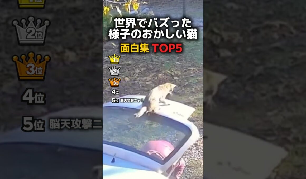 様子のおかしい猫TOP5