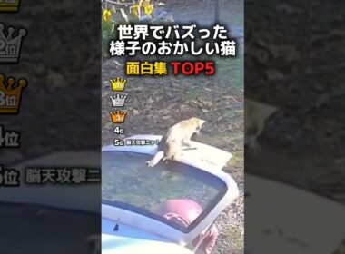 様子のおかしい猫TOP5