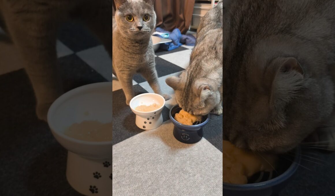 視聴者さんにプレゼントもらったー