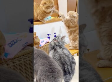 本気を出したマンチカンのパンチが速すぎて見えない！