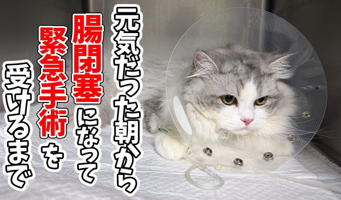 いつも通りの1日だと思っていたら、子猫が緊急病院に運ばれました…涙
