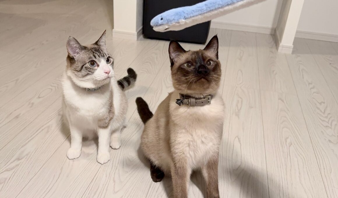 100円ショップで買ったヘビのおもちゃが猫達に大人気！？