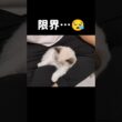 眠くて眠くて…💤 #shorts #猫 #子猫 #ラグドール #甘えん坊猫 #猫のいる暮らし