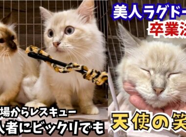 繁殖場からレスキューのラグドールMIXハプニングがあってもマイペースな笑顔で卒業決定（保護猫カフェ猫の木）十三駅