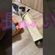 セリア猫グッズでアスレ #メインクーンミックス #猫のいる暮らし