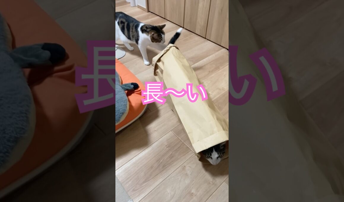 セリア猫グッズでアスレ #メインクーンミックス #猫のいる暮らし
