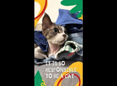 Devon Rex cat 🐈 don`t wanna work