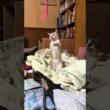 布団を敷いたコットを満喫するシャム猫のパンダ。ネコジャラシを始めたら、妹の雫、黒猫くー、黒夢が燃え上がり、迷惑顔ｗ