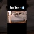 母がお風呂でる音が聞こえた‼️🐈️💨 #shorts #猫 #ラグドール #甘えん坊猫 #猫のいる暮らし #ragdoll