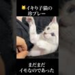🐱イキり子猫、イキり過ぎて珍プレー   #cat #kitten #猫 #子猫 #ねこ #こねこ #保護猫  #shorts  #猫のいる暮らし