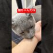 とってもとっても猫ちゃんだね# #ロシアンブルー #猫 #cat