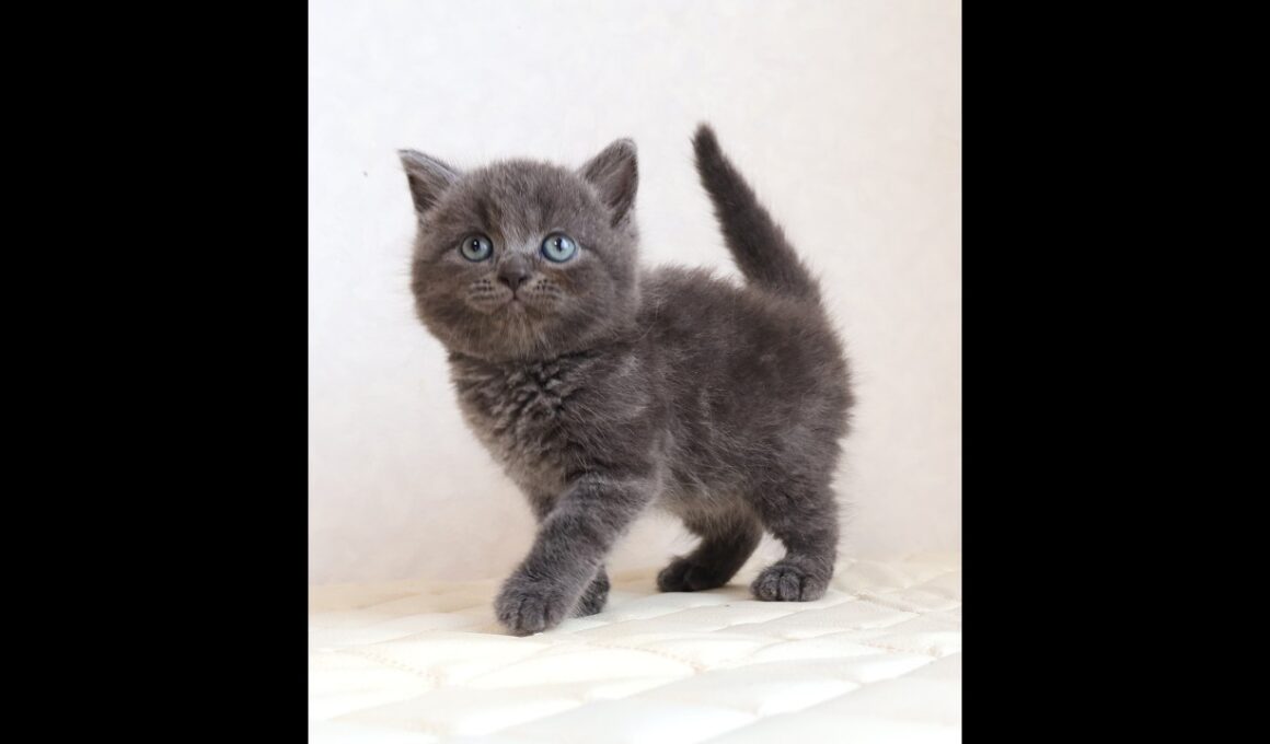 ブリティッシュショートヘアー子猫　British Shorthair　2026.5.25産まれ　ブルー男の子シーダキャット猫のお店＠ブリティッシュショートヘアー