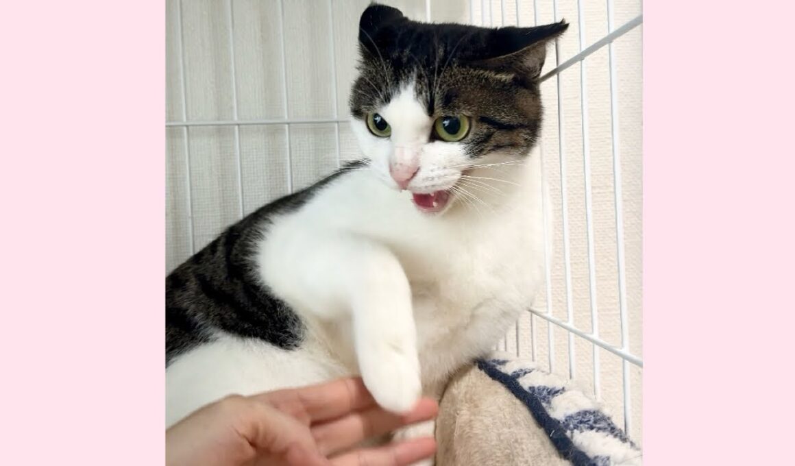シャー猫と握手チャレンジをしてみた！【PURI日記】Handshake Challenge with a Spicy Cat