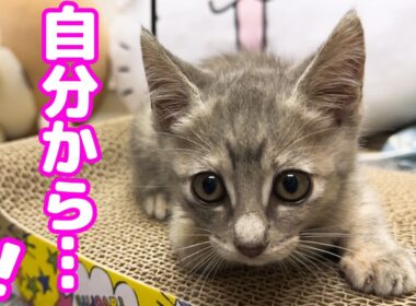 病気の子猫が発症後、こんなに早くこの姿が見られるとは！