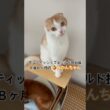 見つめると可愛い🍊みかんちゃん#shorts #スコティッシュフォールド折れ耳 #猫好きさんと繋がりたい