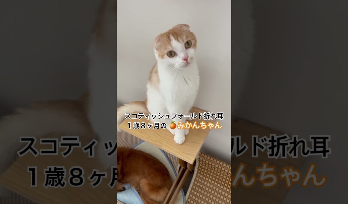 見つめると可愛い🍊みかんちゃん#shorts #スコティッシュフォールド折れ耳 #猫好きさんと繋がりたい