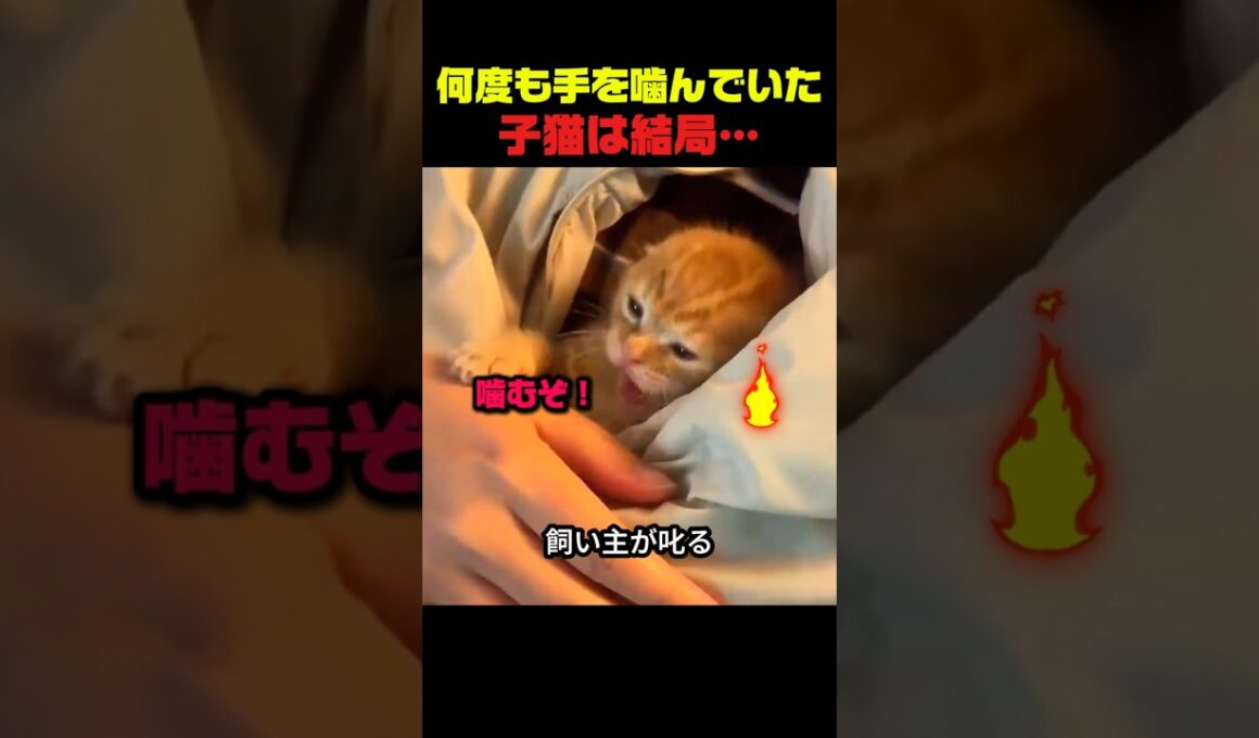子猫が何度も手を噛んでいたら、結局… #子猫 #猫動画 #猫のいる暮らし #甘えん坊猫 #猫の反応