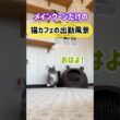 20260711メインクーンだけの【猫カフェの出勤風景】#cat #mainecat #cooncat #もふもふ