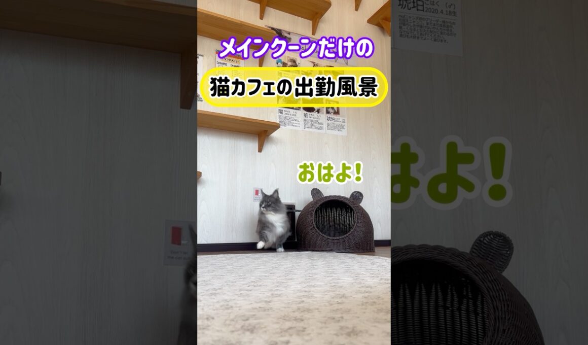 20260711メインクーンだけの【猫カフェの出勤風景】#cat #mainecat #cooncat #もふもふ