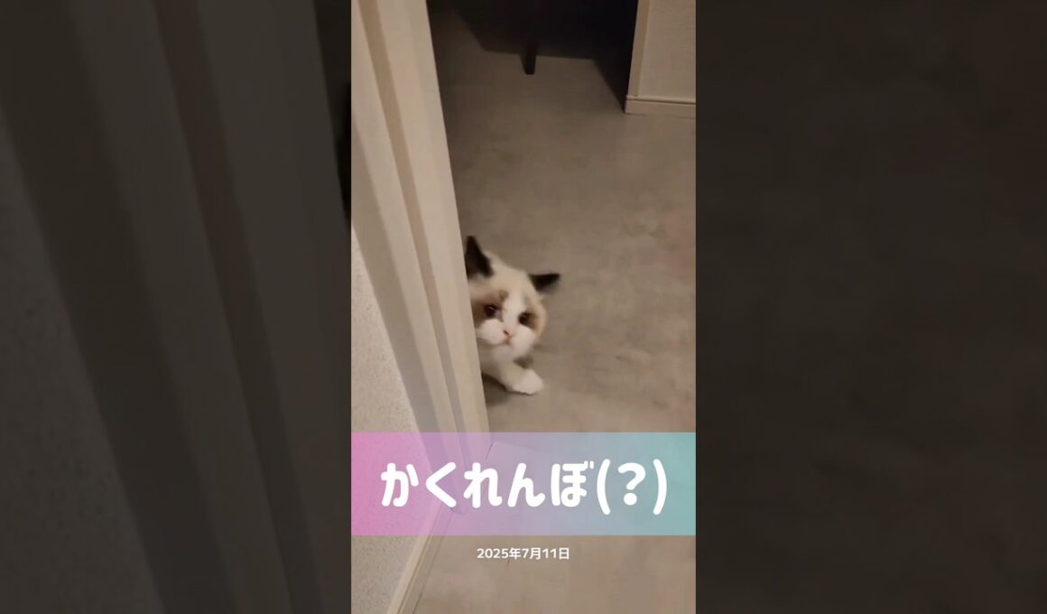 よくやる遊び🦉 #shorts #猫 #子猫 #ラグドール #甘えん坊猫 #猫のいる暮らし