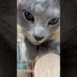 猫アレルギーと新しい仔猫の生活329日目『男前』#shorts #ロシアンブルー #猫