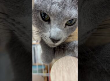 猫アレルギーと新しい仔猫の生活329日目『男前』#shorts #ロシアンブルー #猫