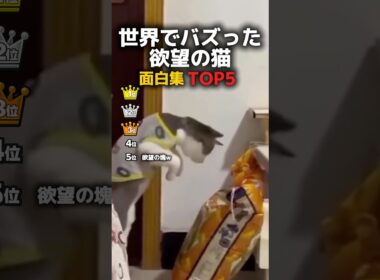 空腹の猫TOP5