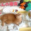 隙あらば赤ちゃんの寝床を自分のものにして楽しむ猫が可愛すぎるw