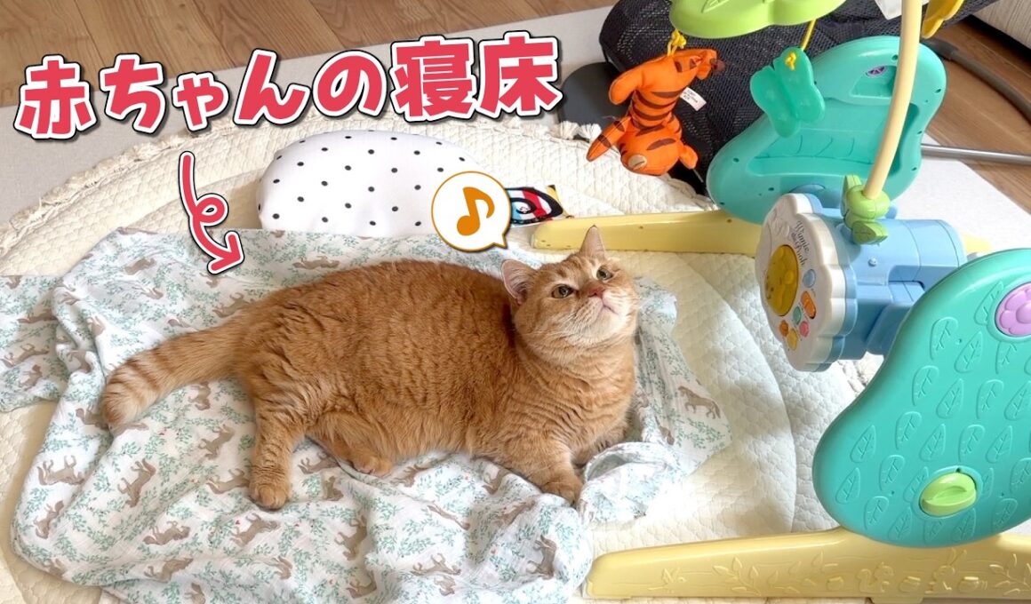 隙あらば赤ちゃんの寝床を自分のものにして楽しむ猫が可愛すぎるw
