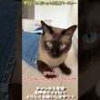 世界一デニムの似合う猫 #保護猫 #猫のいる暮らし #猫のいる生活 #猫好きさんと繋がりたい #ねこ #cat＃オリジナル曲＃ギター＃guitar＃shorts