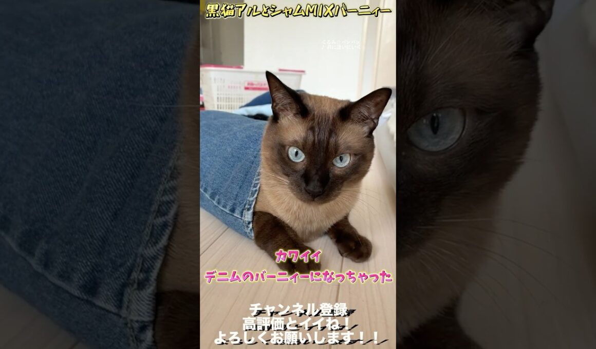 世界一デニムの似合う猫 #保護猫 #猫のいる暮らし #猫のいる生活 #猫好きさんと繋がりたい #ねこ #cat＃オリジナル曲＃ギター＃guitar＃shorts