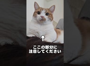 【マンチカン】この猫を見るとチャンネル登録したくなります②　 #猫のいる暮らし #munchkinfold #ねこ
