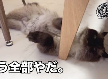 【絶望】水こぼしジャンプも失敗。何もかもうまくいかなくてふてくされるげんたくん😹【ヒマラヤン猫】